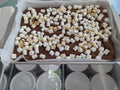 Chocolate with Marshmallow — Half Pound